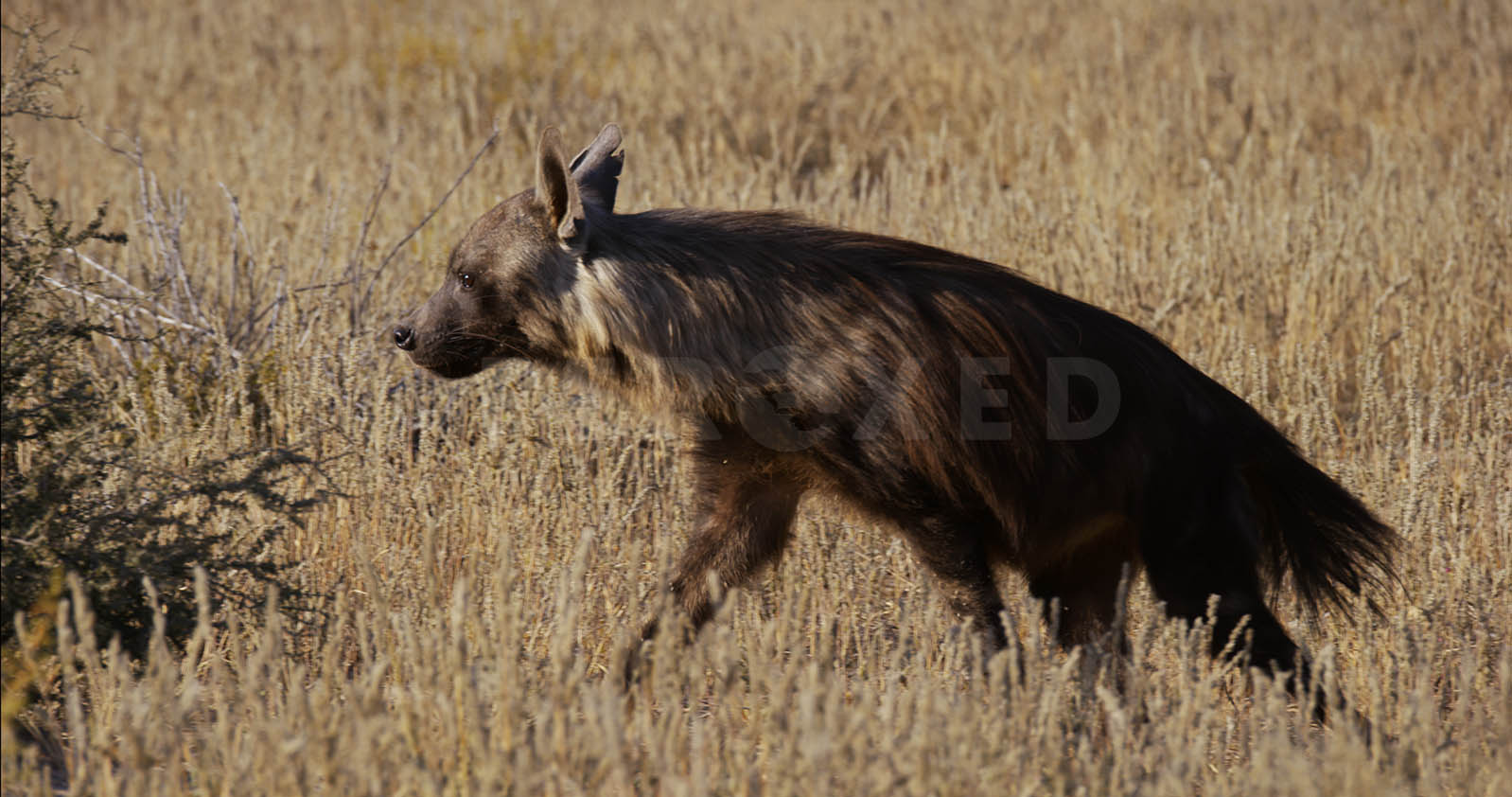 Brown Hyena Kgahagadi 2018 b_1.133.1.jpg