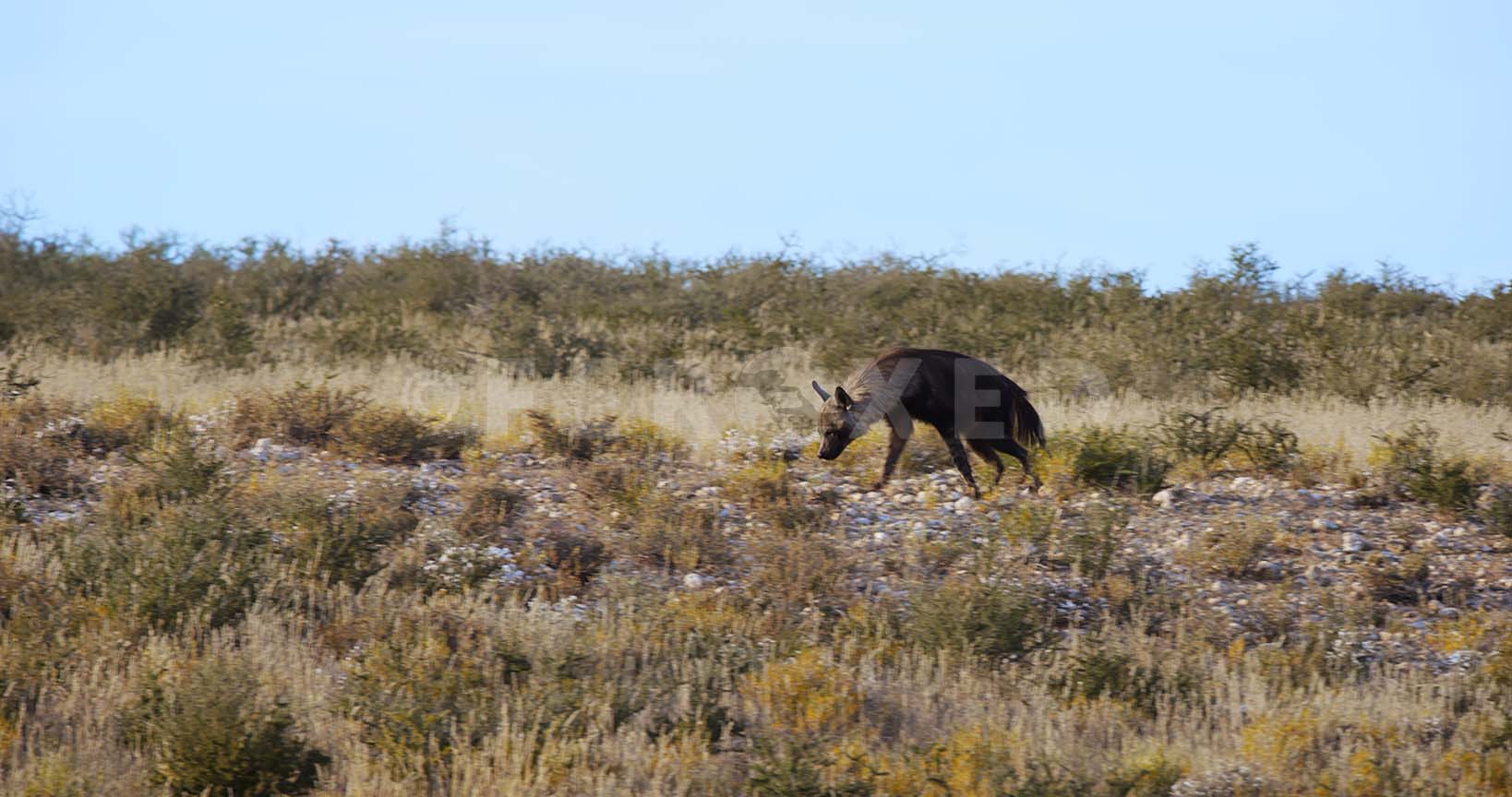Brown Hyena Kgahagadi 2018_1.3.1.jpg