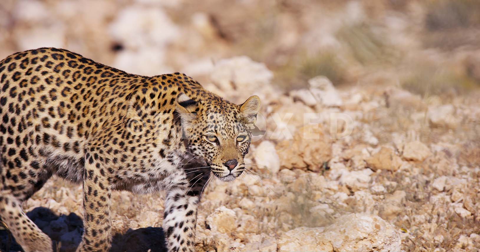 Leopard Kgahagadi 2018_1.40.1.jpg