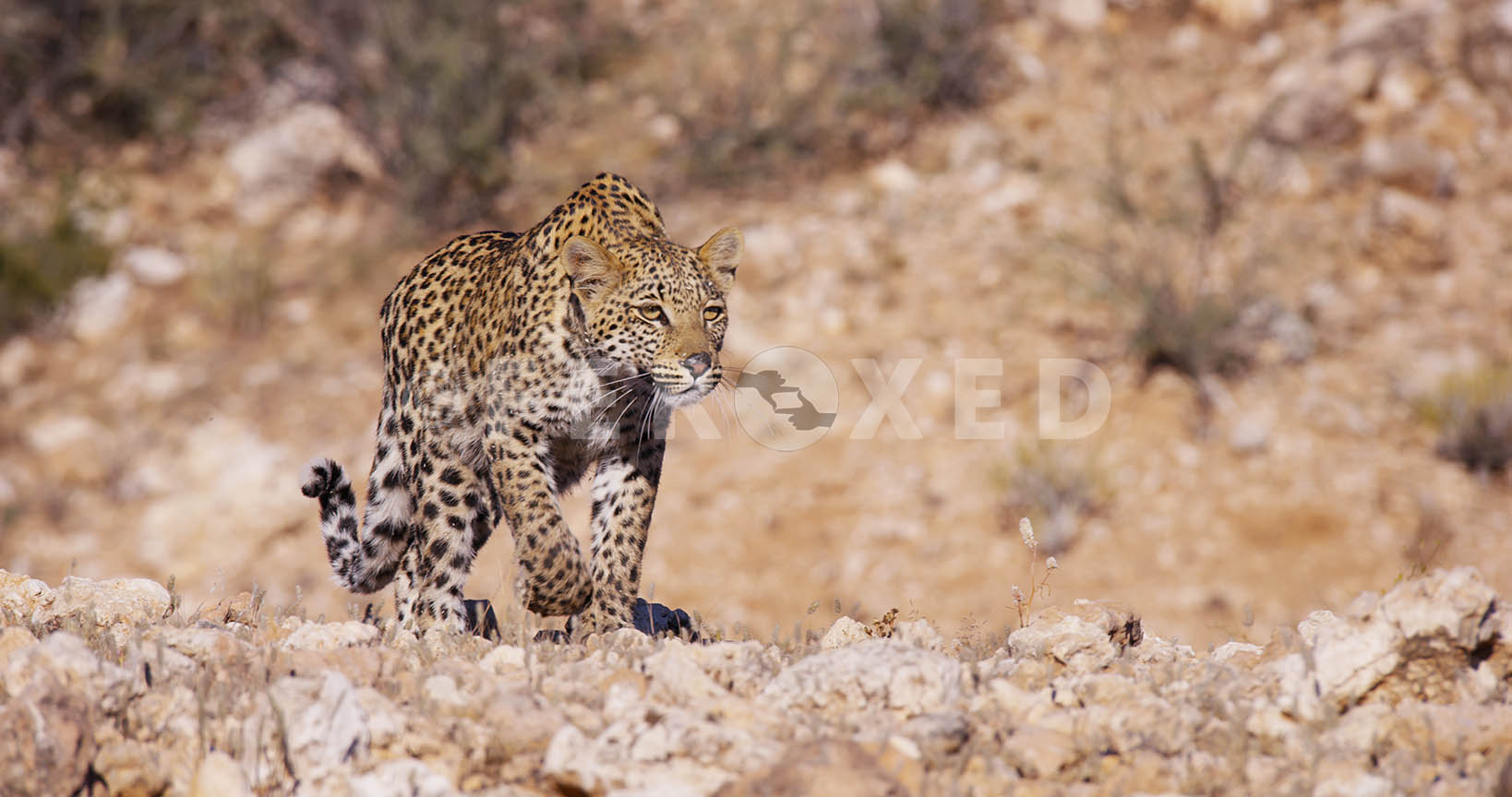 Leopard Kgahagadi 2018_1.39.1.jpg