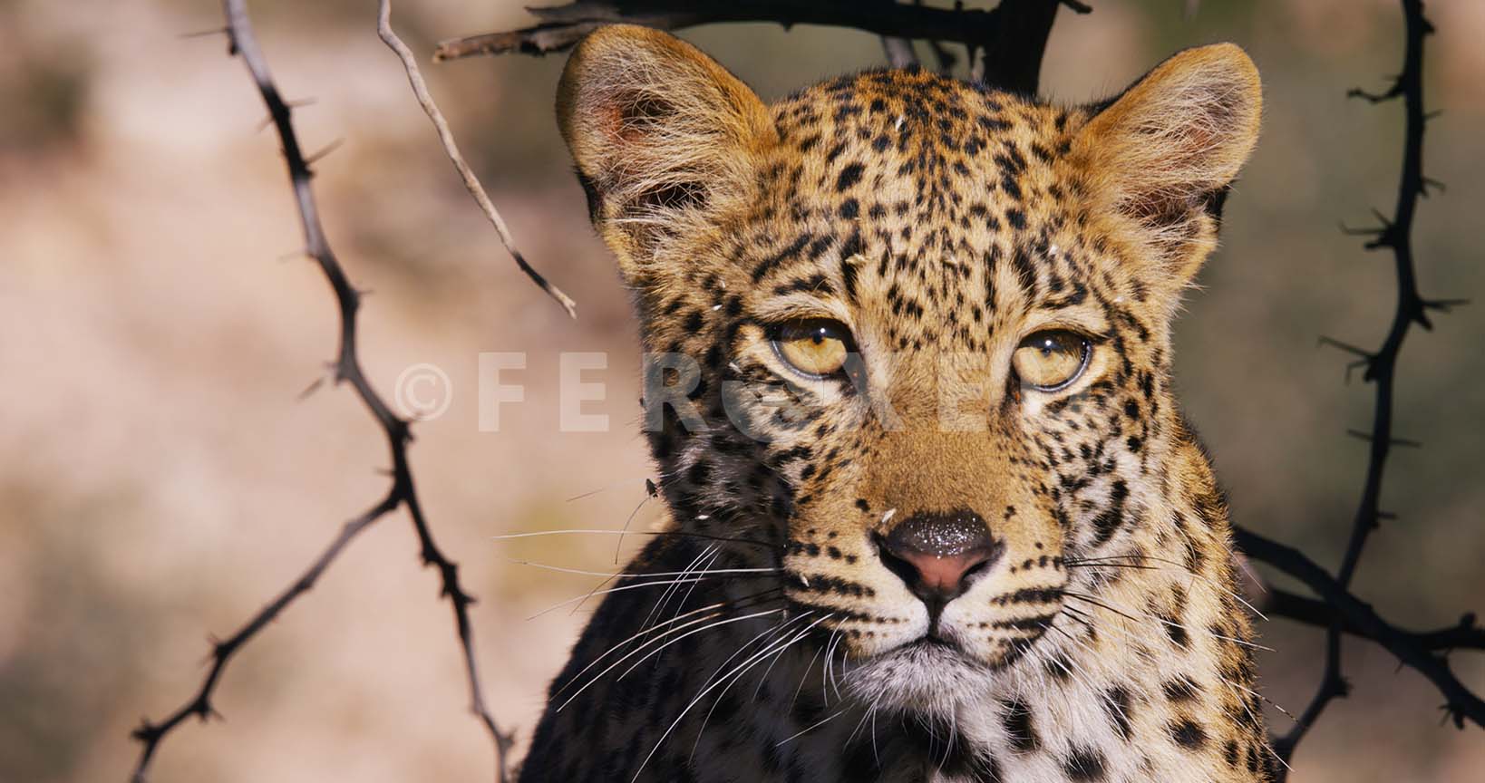 Leopard Kgahagadi 2018_1.43.2.jpg