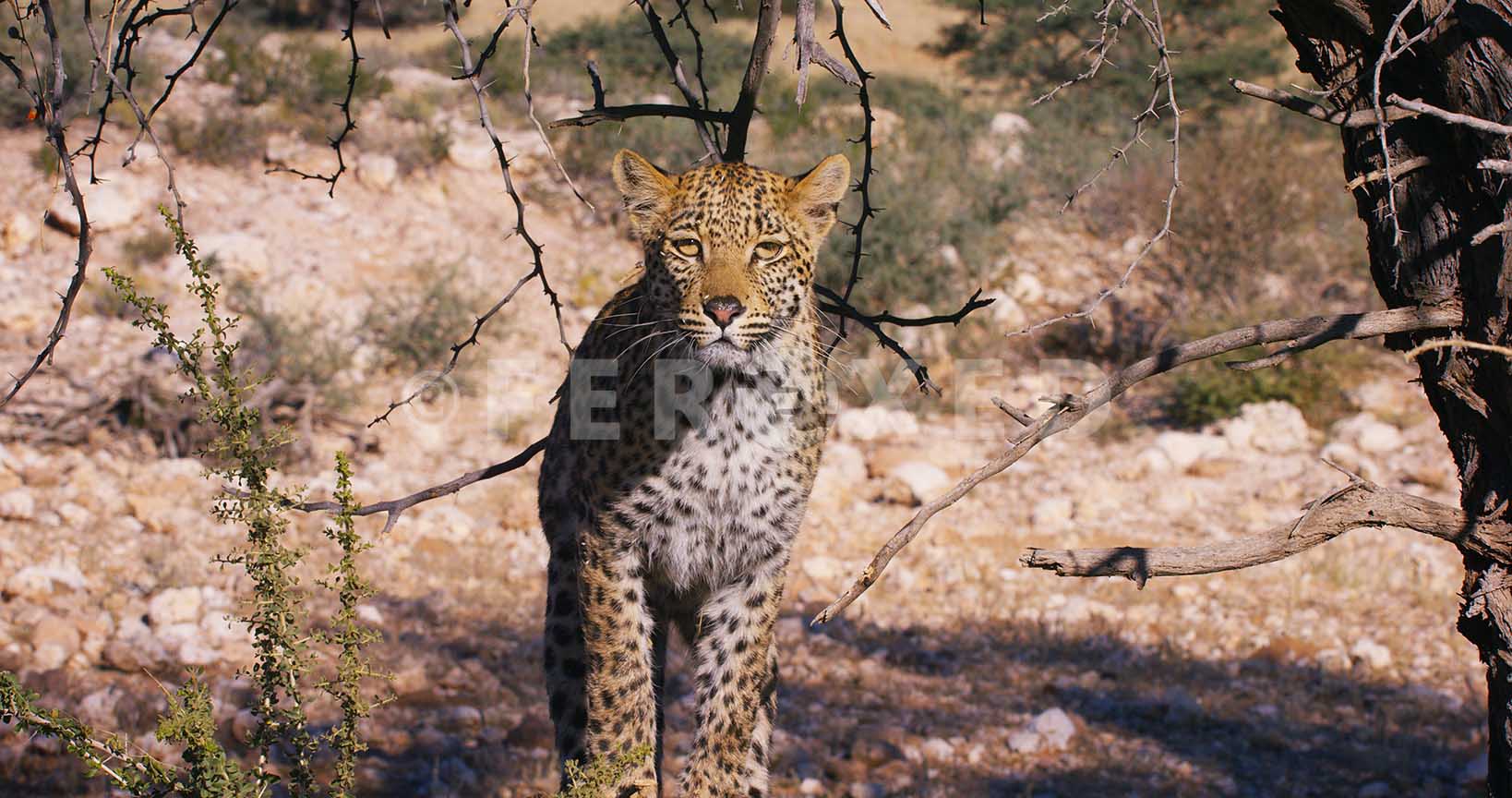 Leopard Kgahagadi 2018_1.45.1.jpg