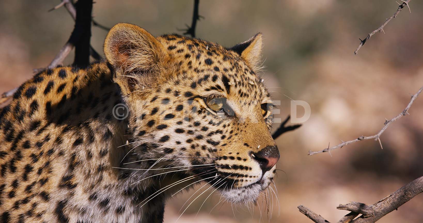 Leopard Kgahagadi 2018_1.44.1.jpg