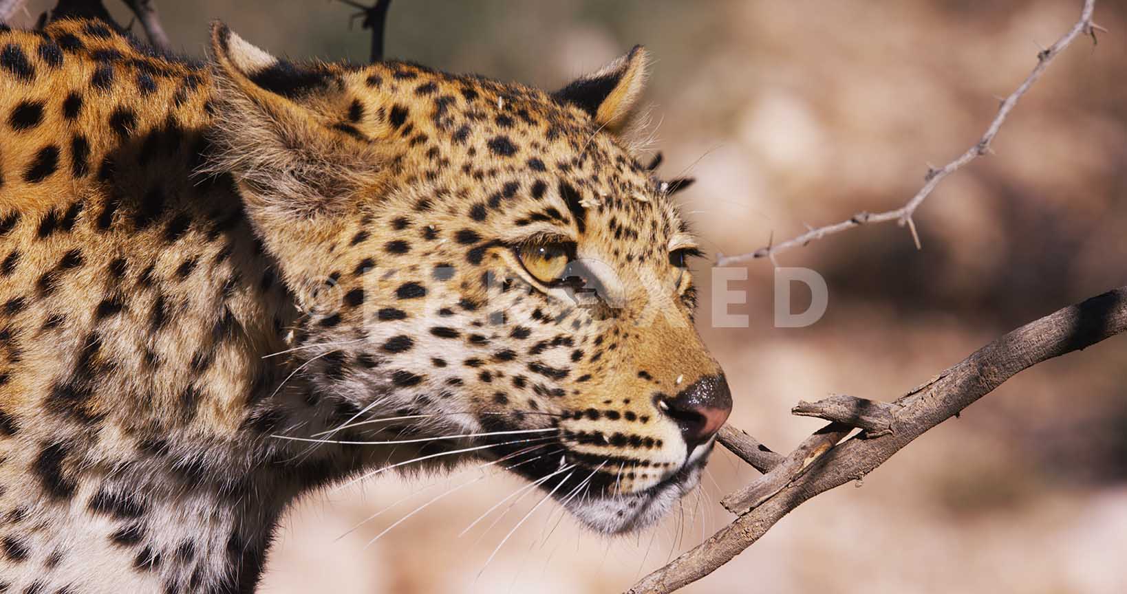 Leopard Kgahagadi 2018_1.42.1.jpg