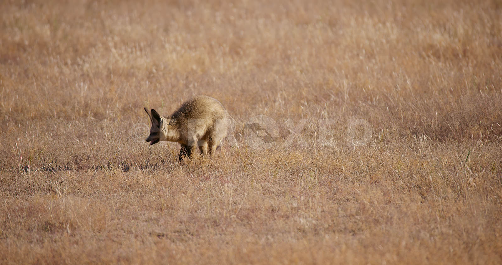 Bat Eared Fox Kgahagadi 2018 b_1.302.2.jpg