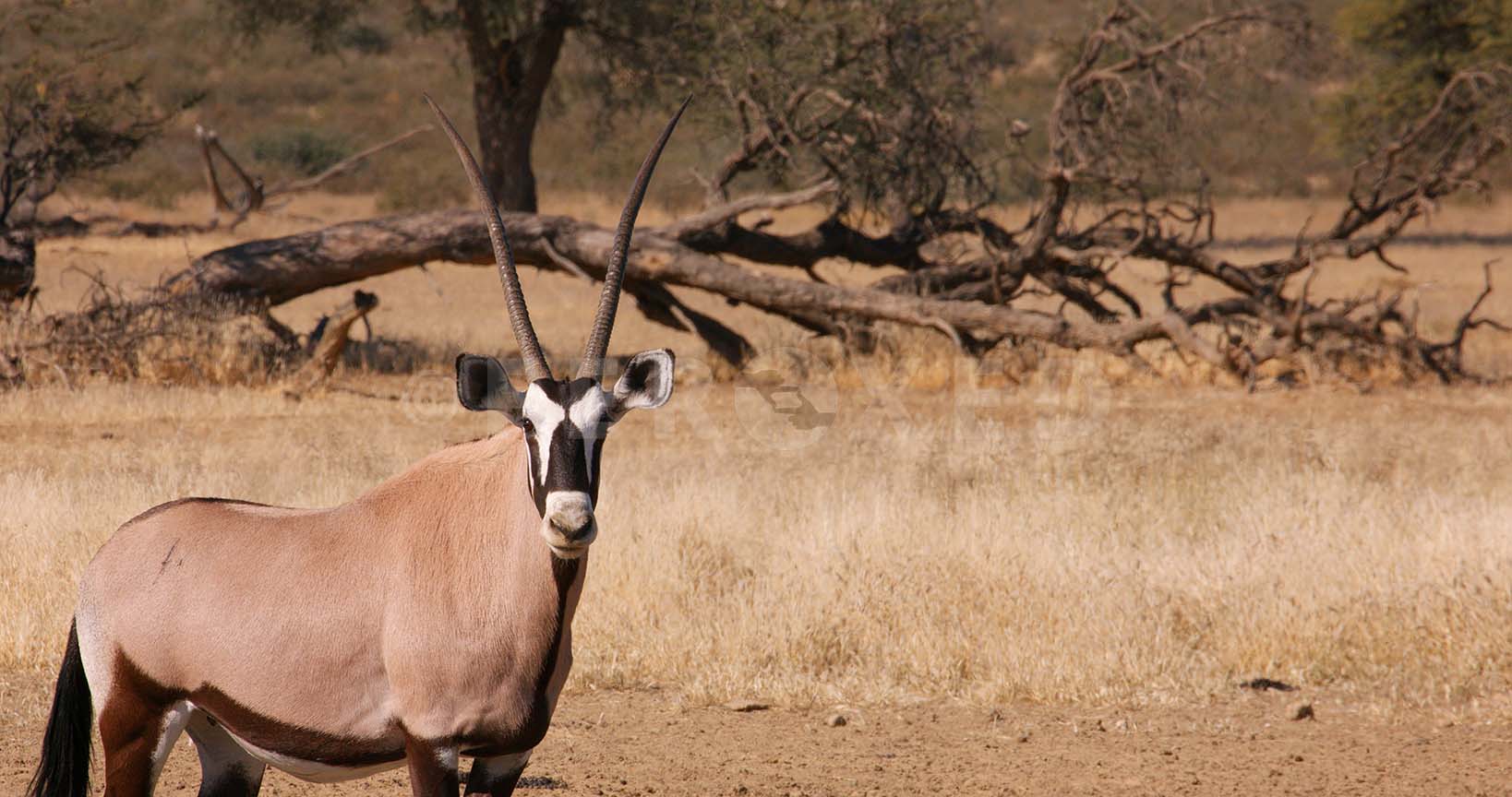 Gemsbok Kgahagadi 2018_1.164.1.jpg