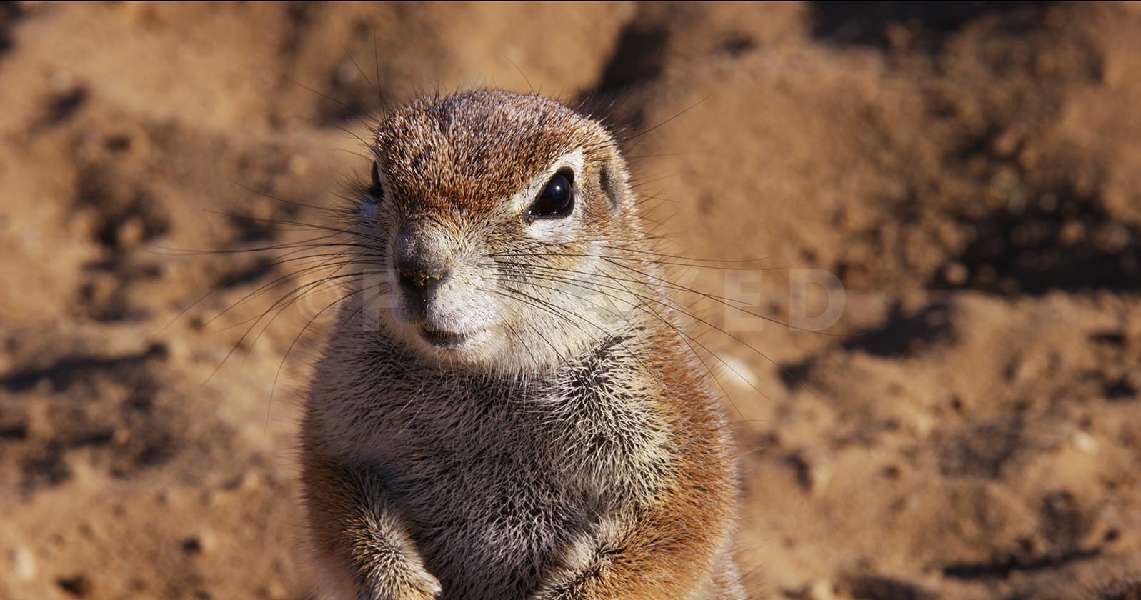 Ground Squirrel Kgahagadi 2018 b_1.91.1.jpg