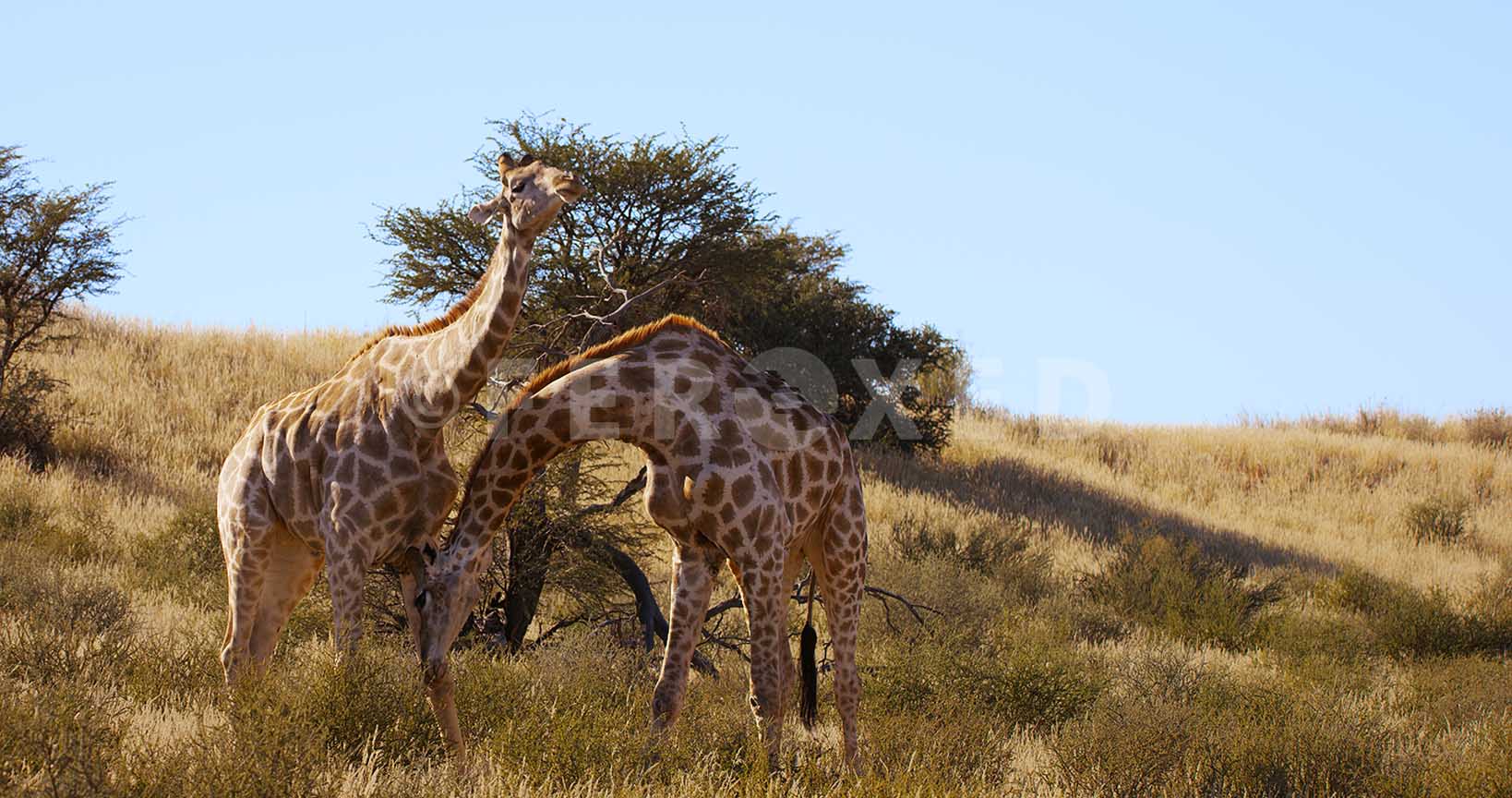 Girraffe Kgahagadi 2018_1.148.1.jpg