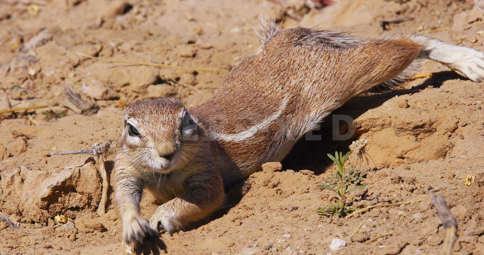 Ground Squirrel Kgahagadi 2018_1.79.1.jpg