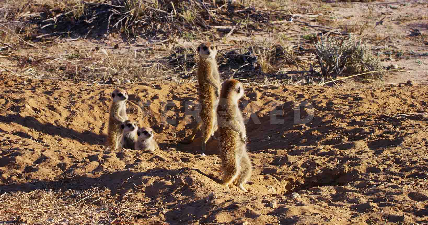 Meerkat Kgahagadi 2018_1.28.1.jpg