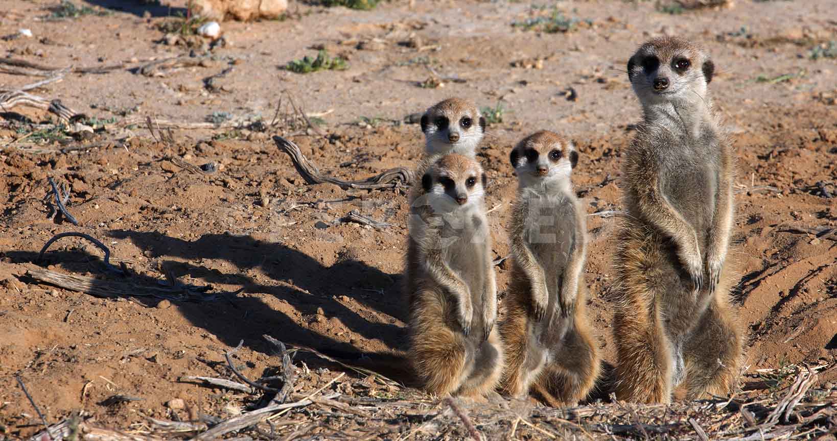 Meerkat Kgahagadi 2018 b_1.517.1.jpg