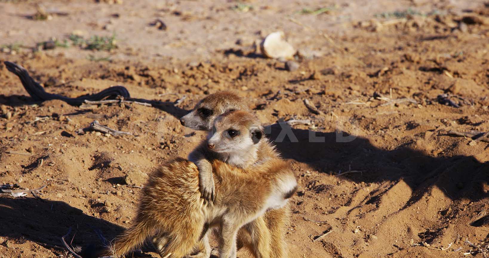 Meerkat Kgahagadi 2018_1.54.2.jpg