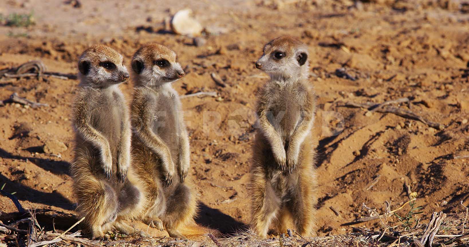 Meerkat Kgahagadi 2018_1.60.1.jpg