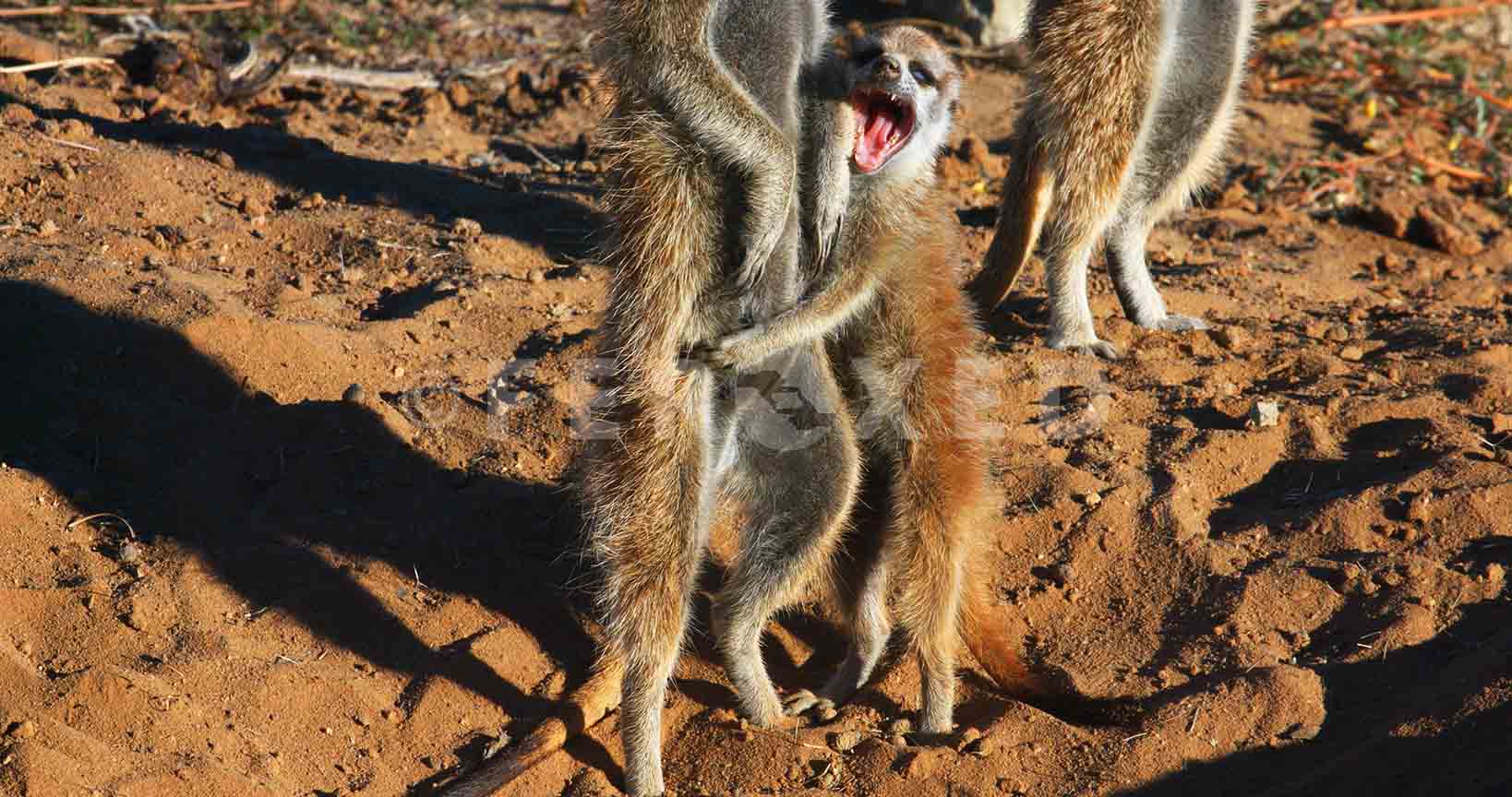 Meerkat Kgahagadi 2018_1.107.1.jpg