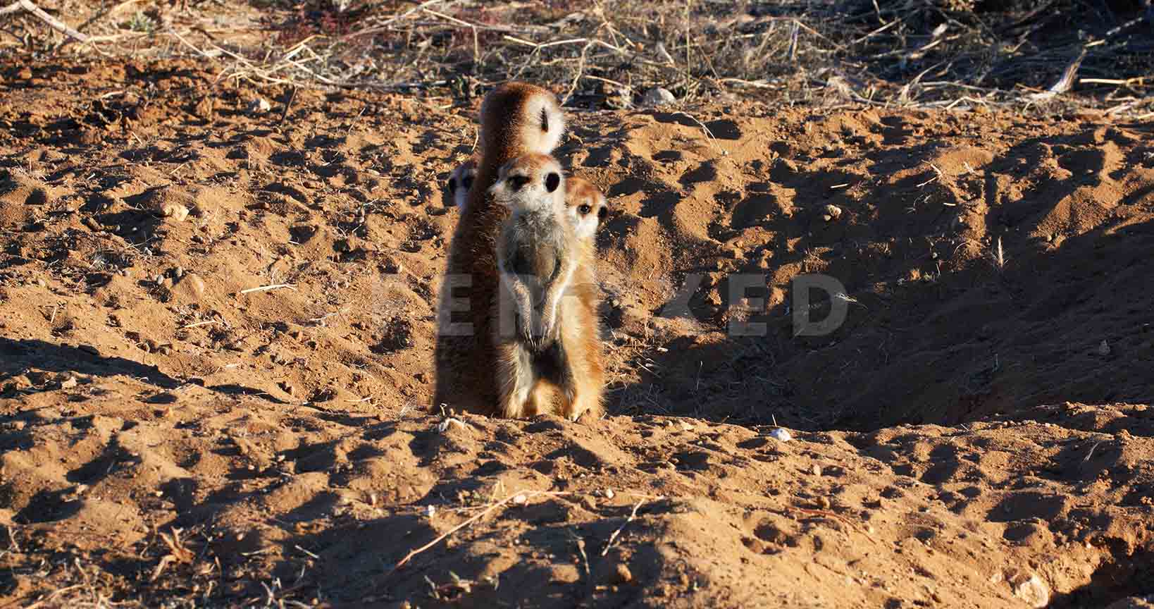 Meerkat Kgahagadi 2018_1.124.1.jpg