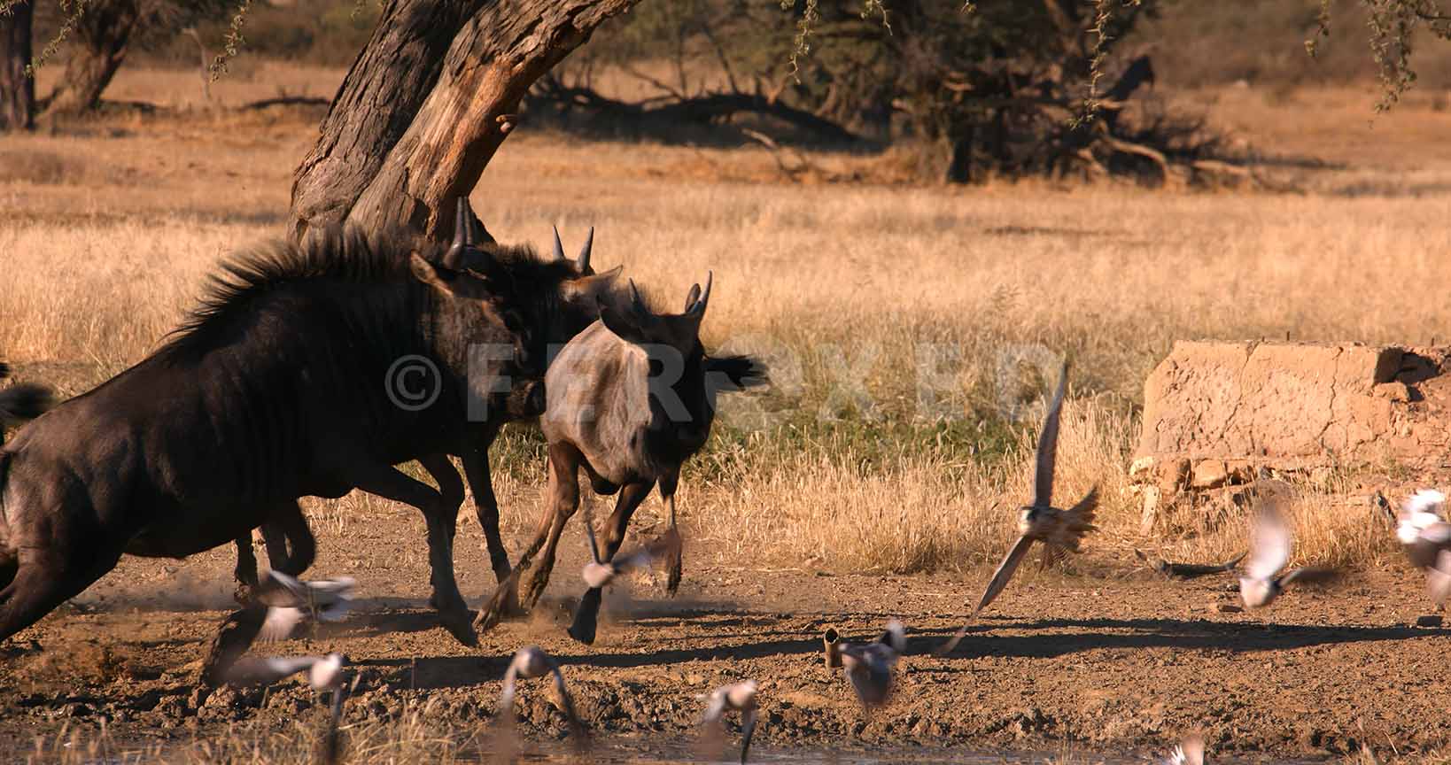 Falcon Kgahagadi 2018 b_1.479.1.jpg