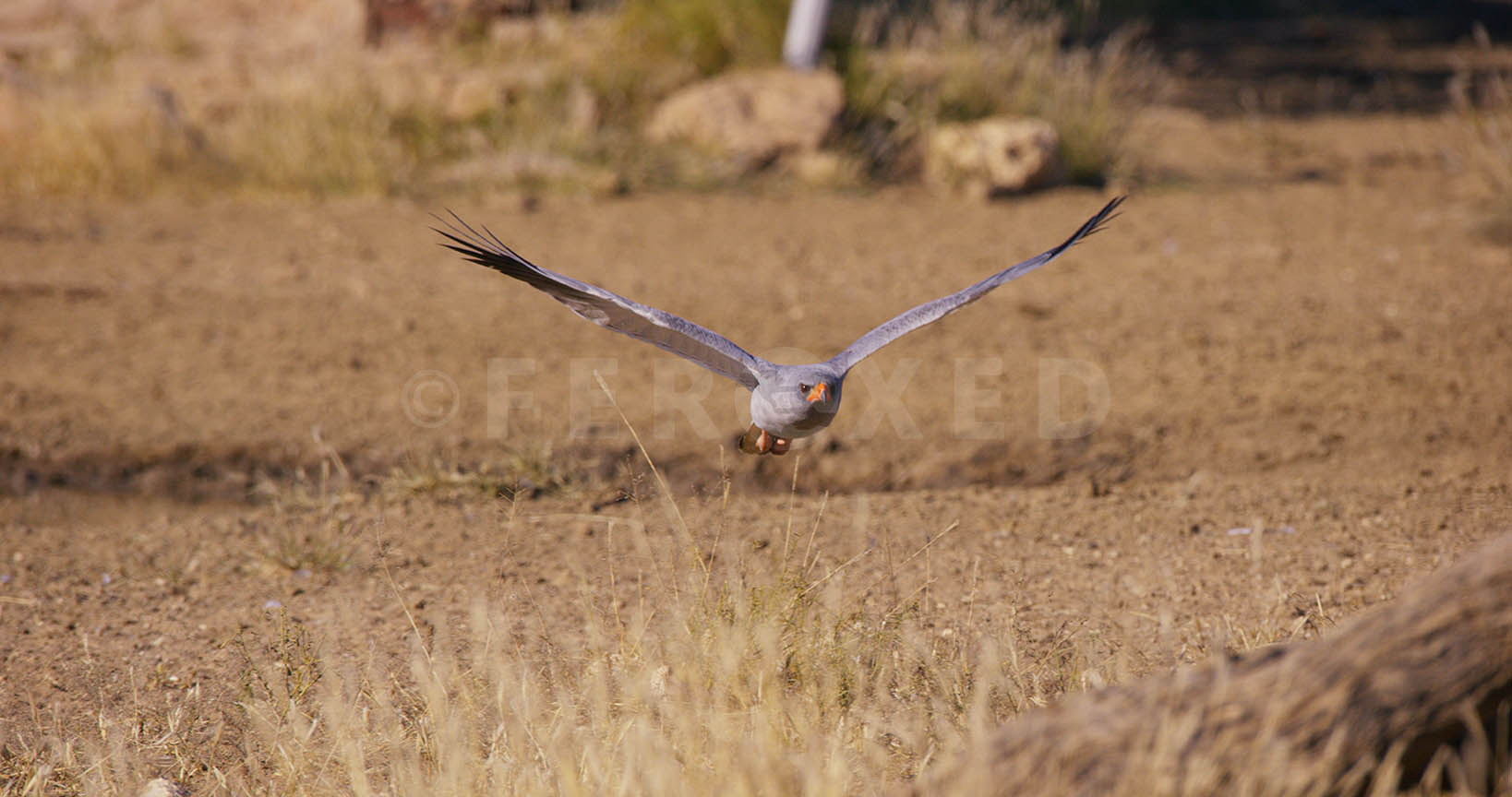 Falcon Kgahagadi 2018_1.34.1.jpg