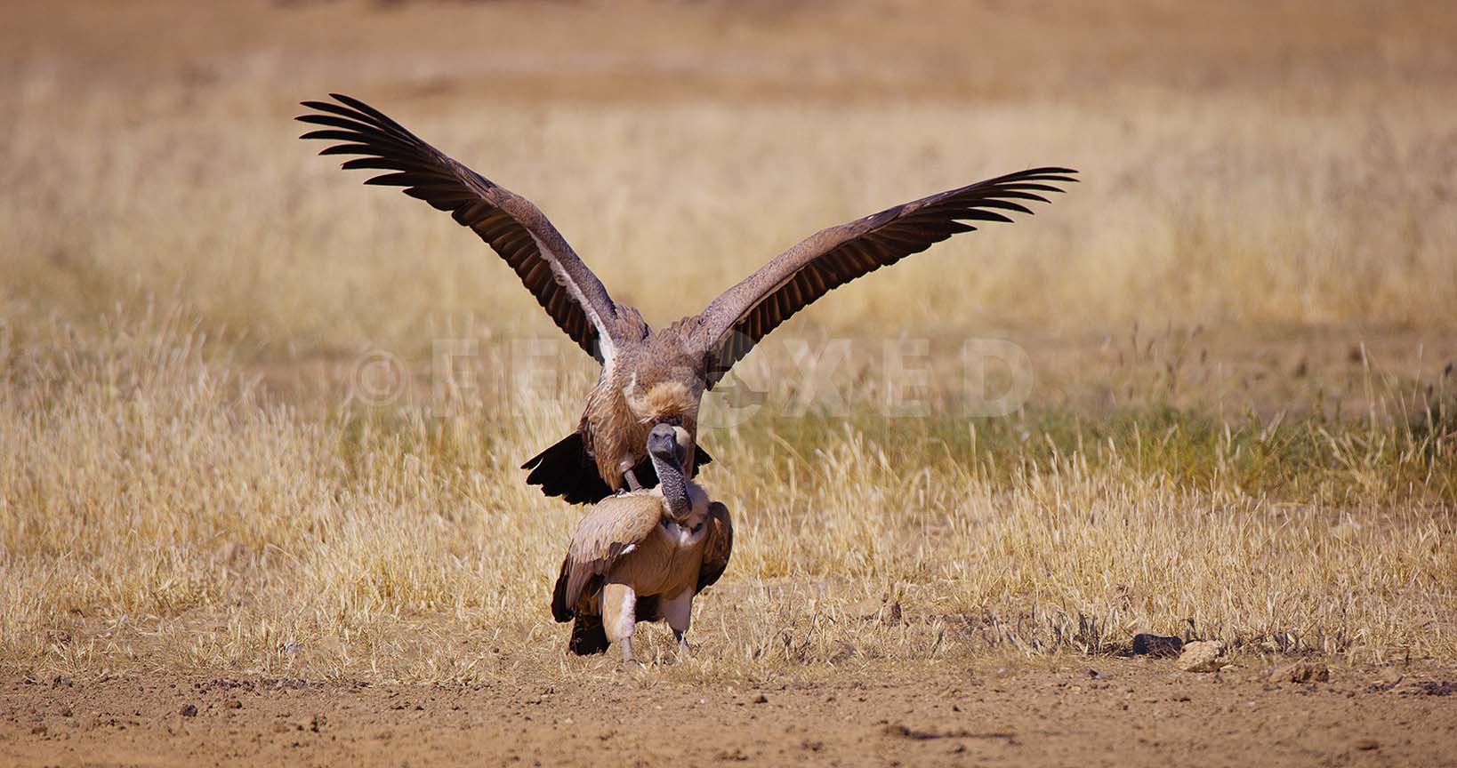 White Backed Vulture Kgahagadi 2018_1.83.3.jpg