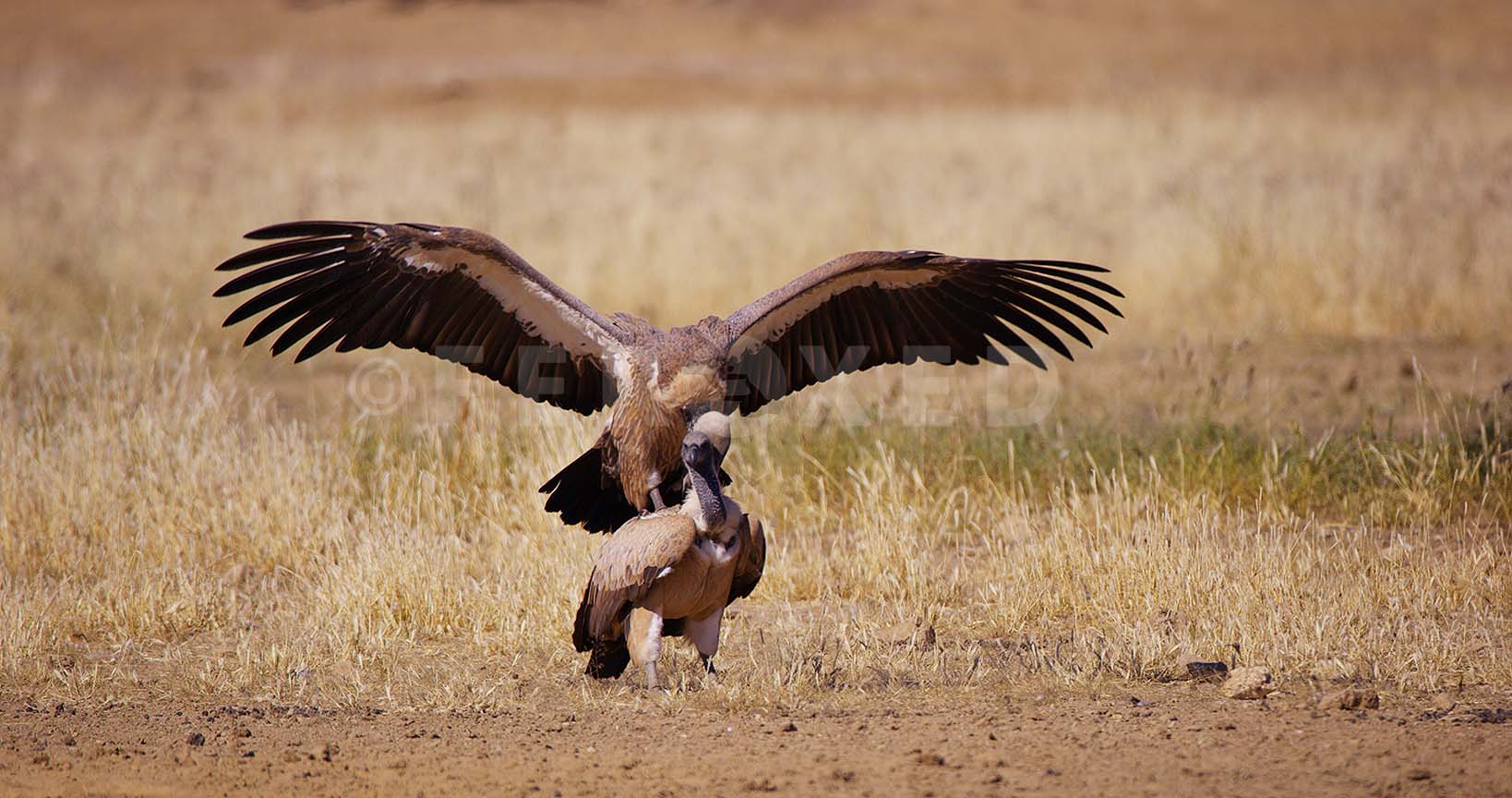 White Backed Vulture Kgahagadi 2018_1.83.2.jpg