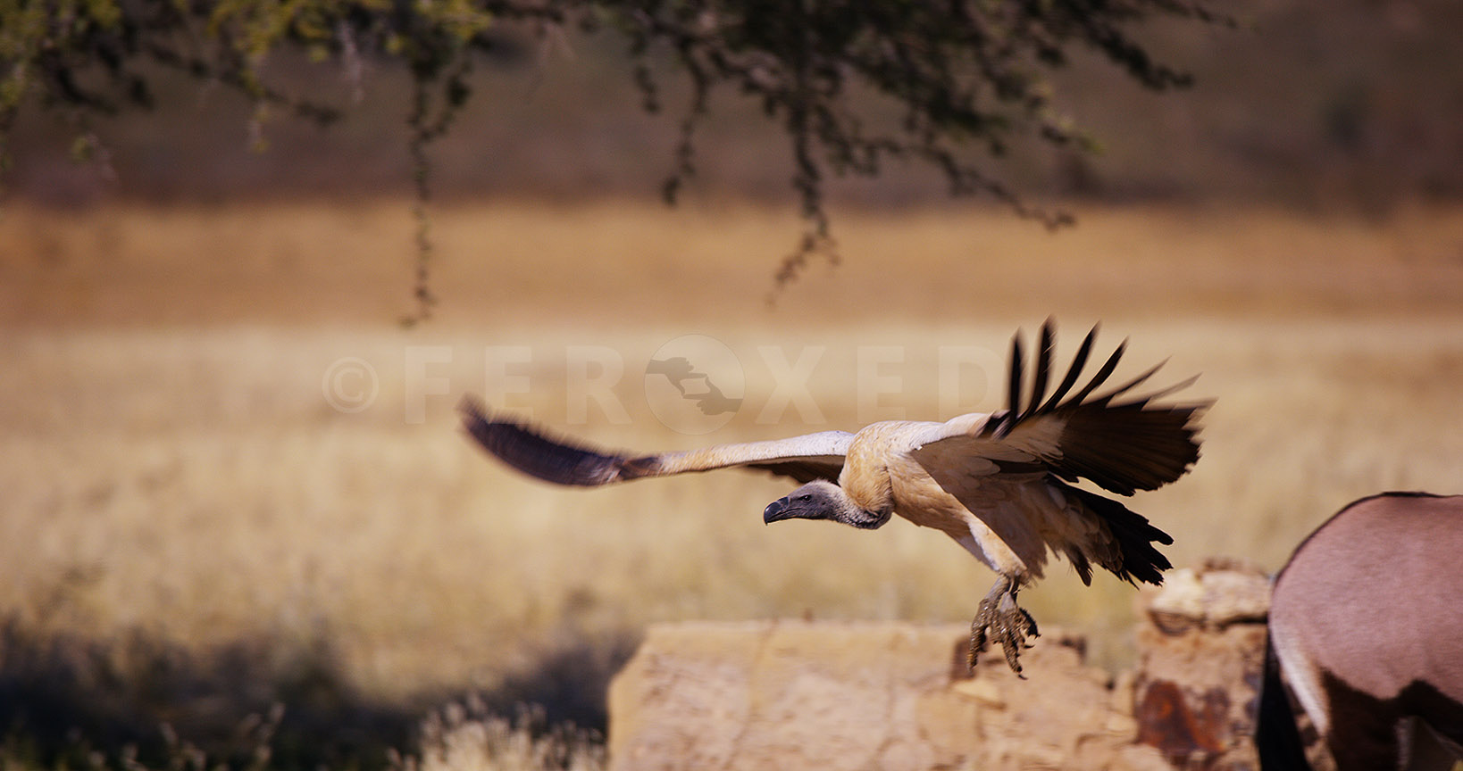 White Backed Vulture Kgahagadi 2018_1.92.2.jpg