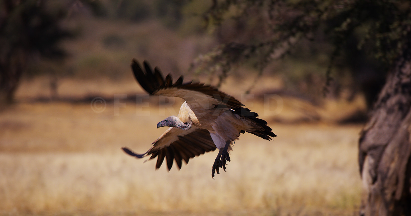 White Backed Vulture Kgahagadi 2018_1.92.4.jpg