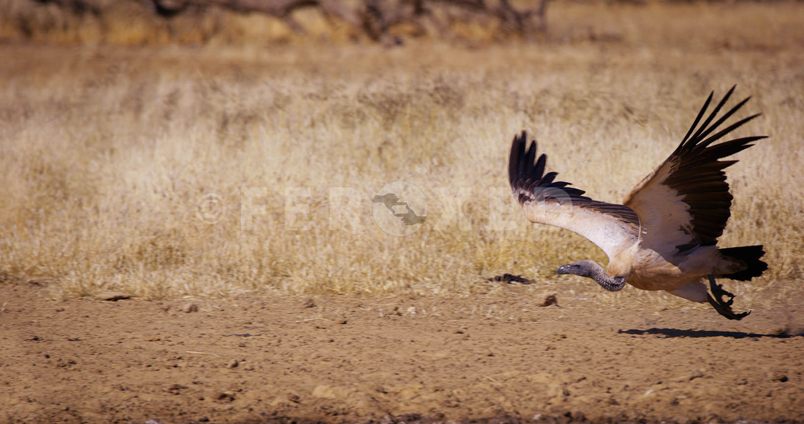White Backed Vulture Kgahagadi 2018_1.98.1.jpg