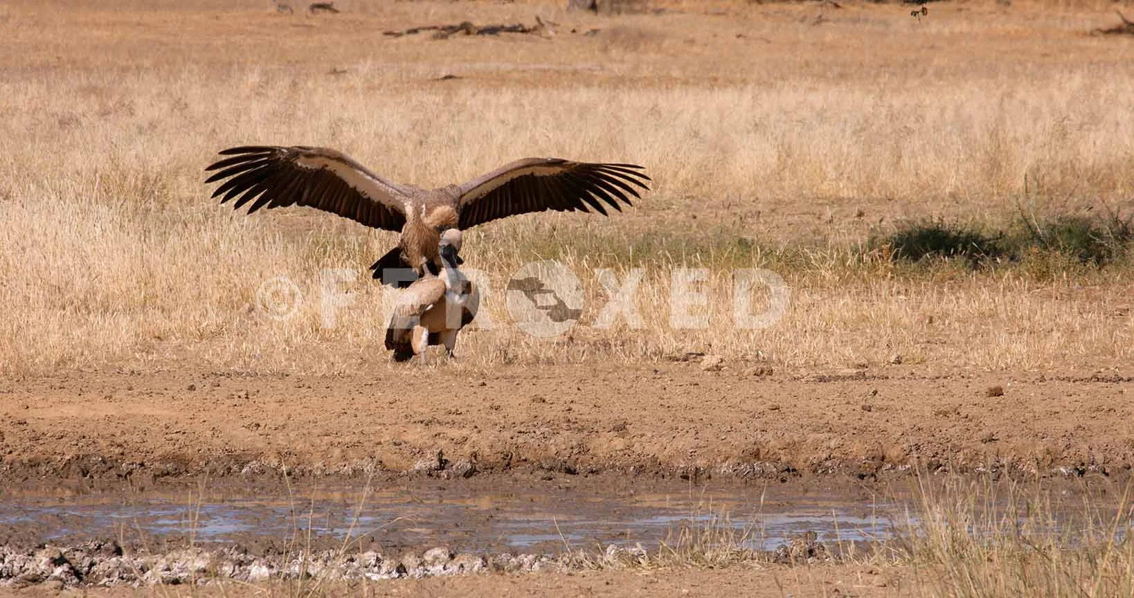 White Backed Vulture Kgahagadi 2018_1.175.1.jpg