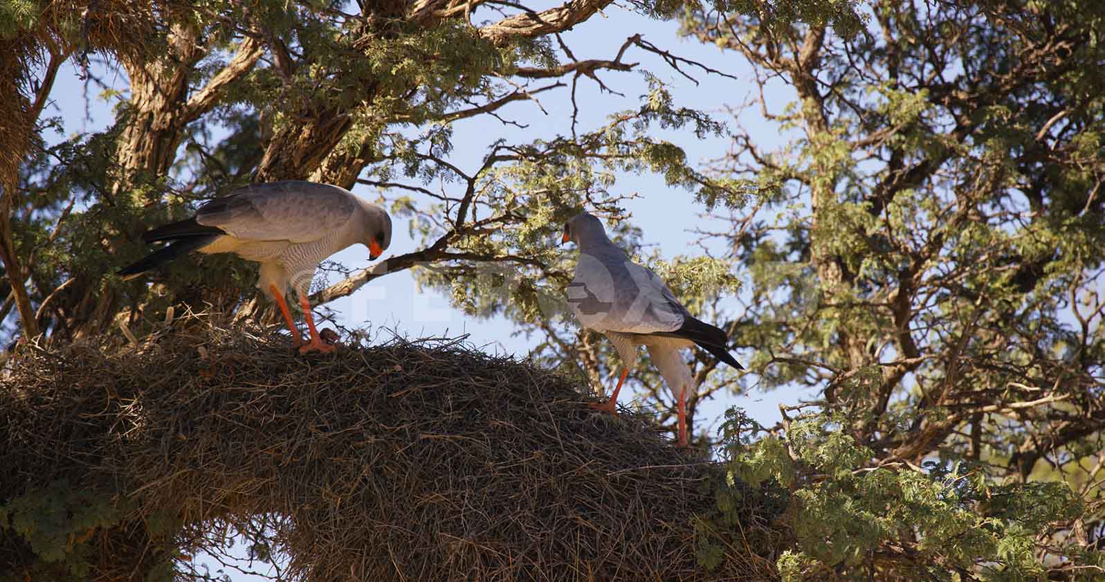 Falcon Kgahagadi 2018 b_1.269.1.jpg