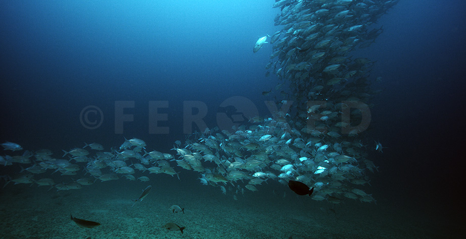 Bigeye Jacks 02.jpg