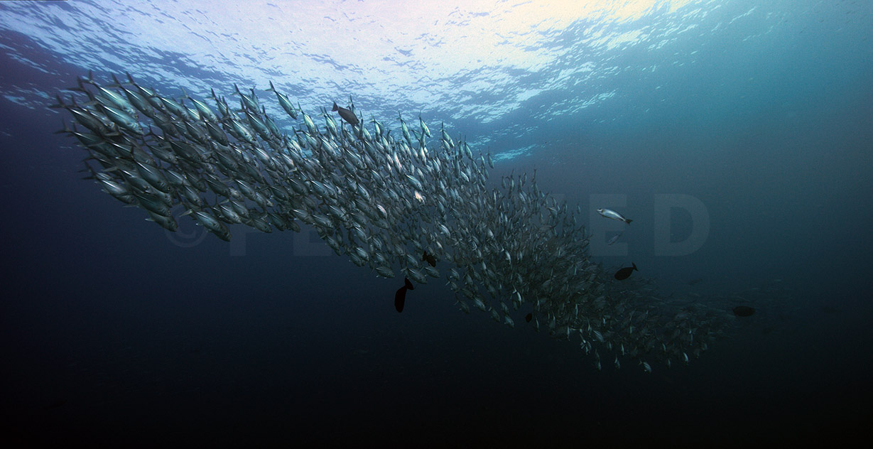 Bigeye Jacks 05.jpg