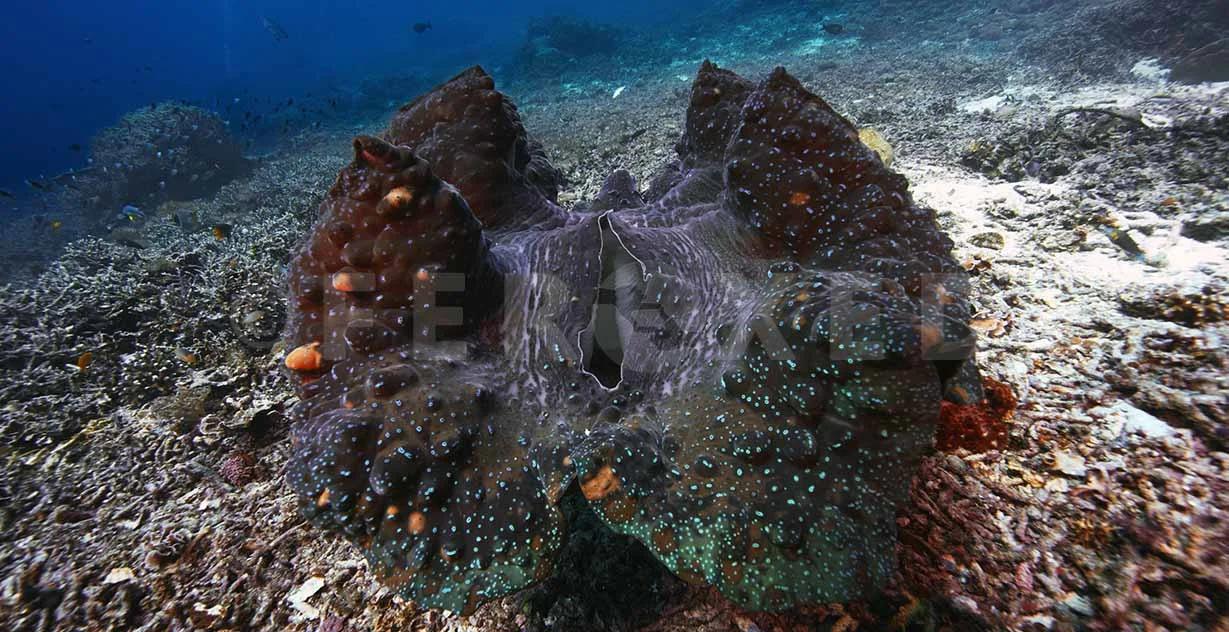 Clam 01.jpg