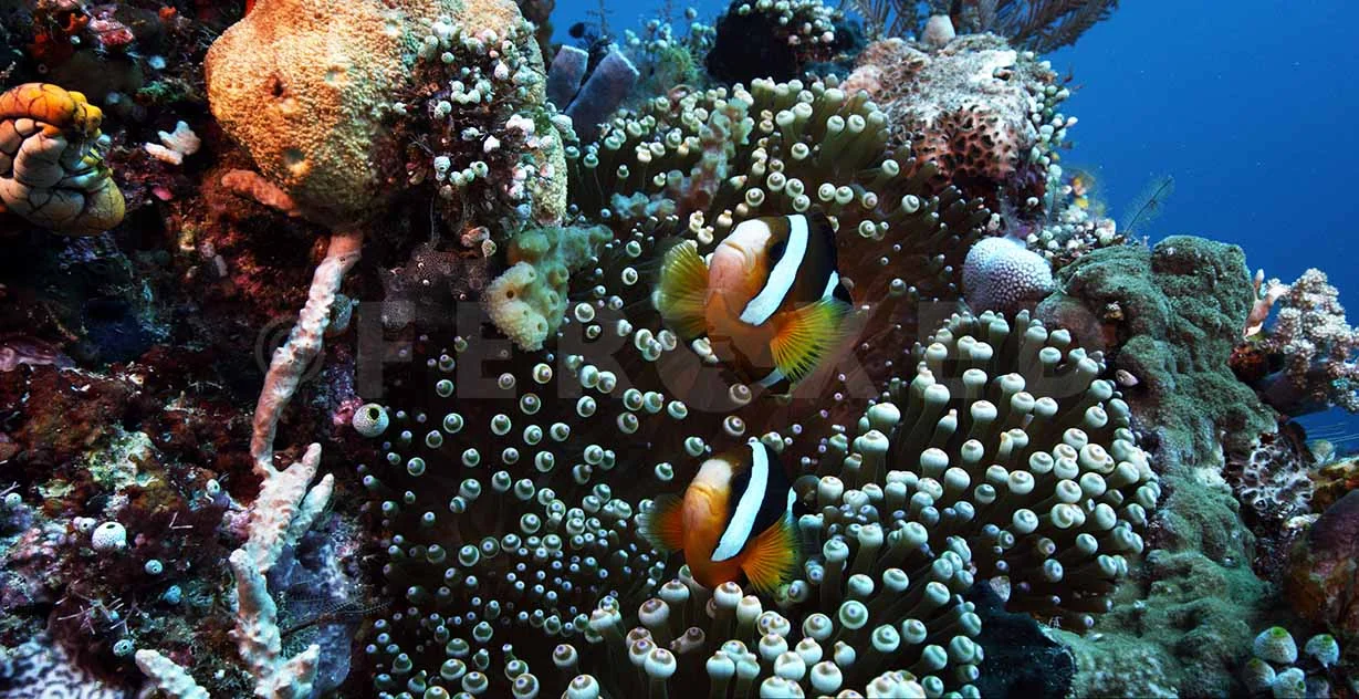Clownfish 01.jpg