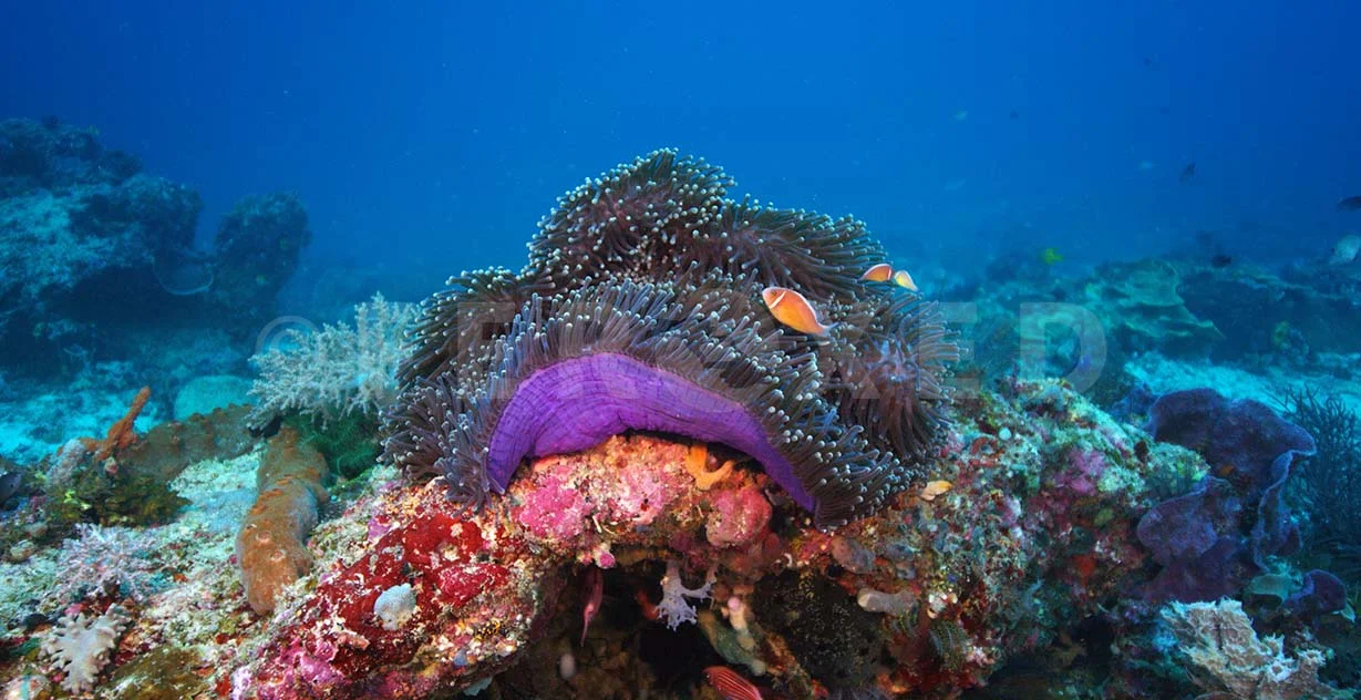 Clownfish 02.jpg