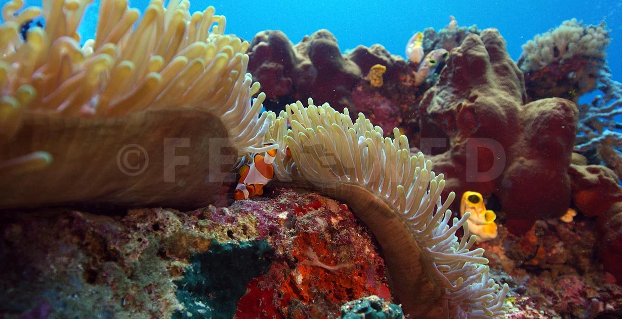 Clownfish 08.jpg