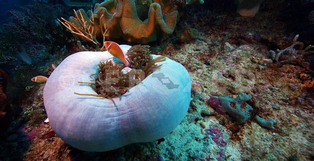 Clownfish 06.jpg