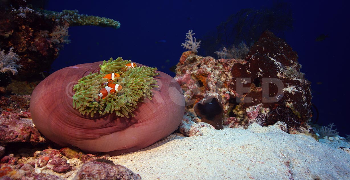 Clownfish 10.jpg