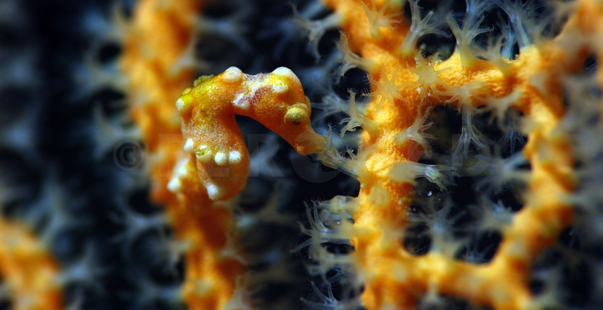 Pigmy Seahorse 04.jpg