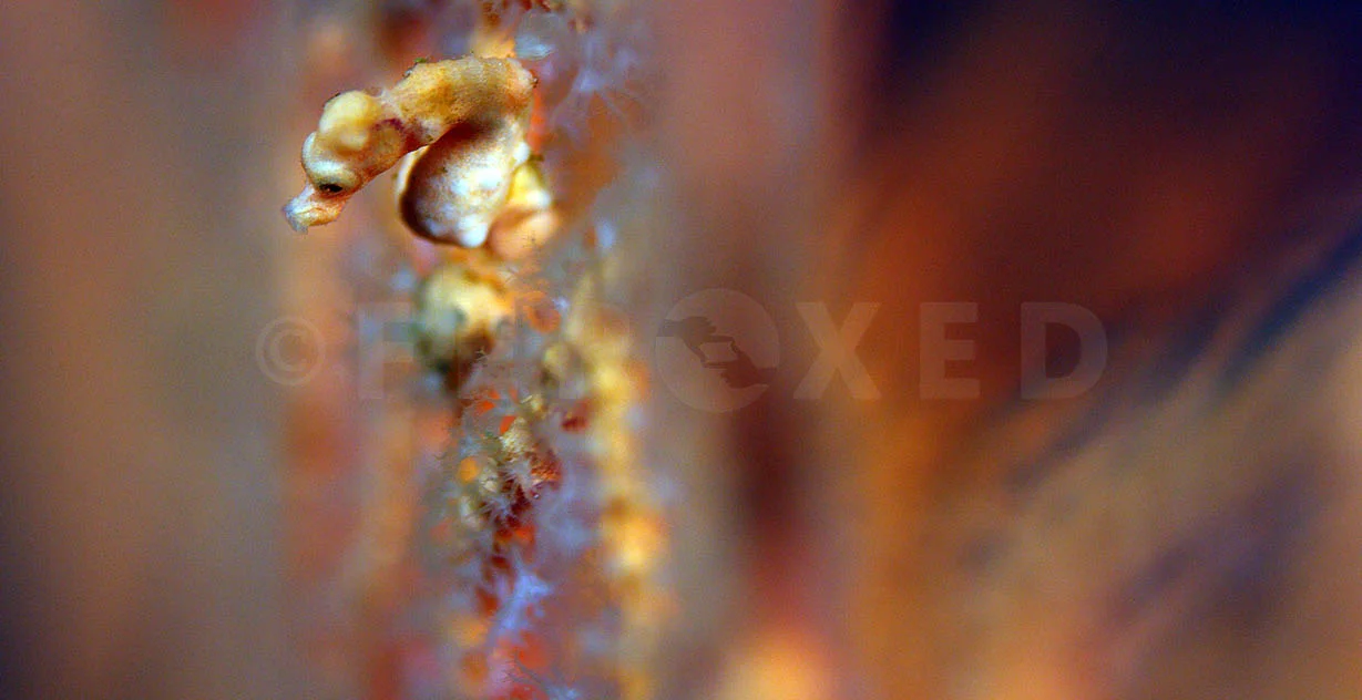 Pigmy Seahorse 08.jpg