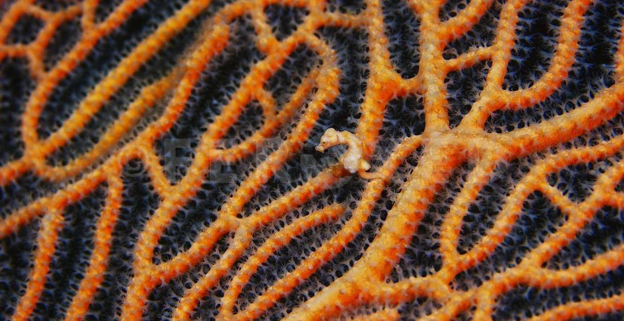 Pigmy Seahorse 09.jpg