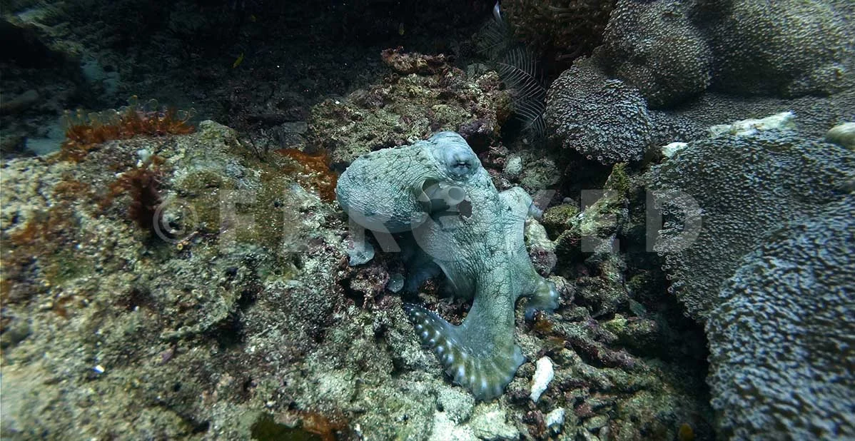 Octopus 01.jpg