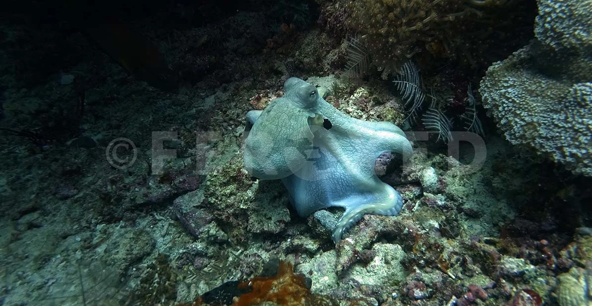 Octopus 02.jpg