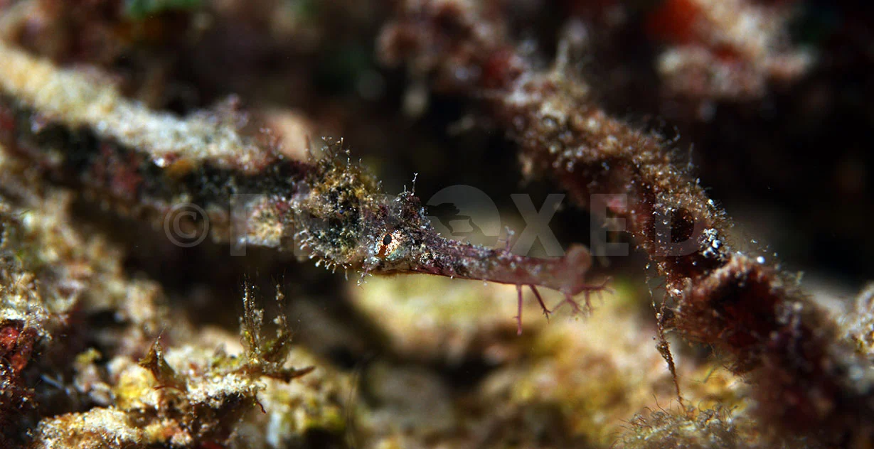 Pipefish 01.jpg