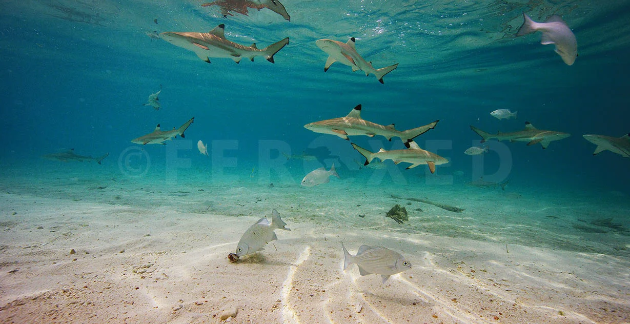 Shark 02.jpg