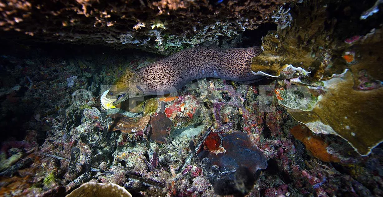 Eel 01.jpg