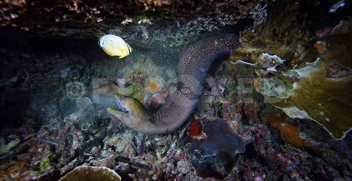Eel 05.jpg