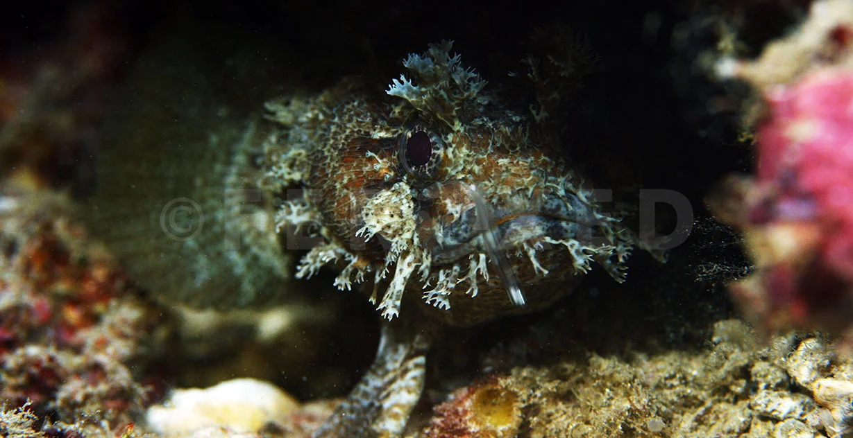 Toadfish 14.jpg