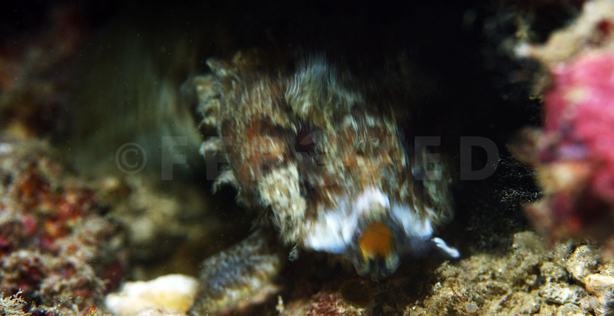Toadfish 15.jpg