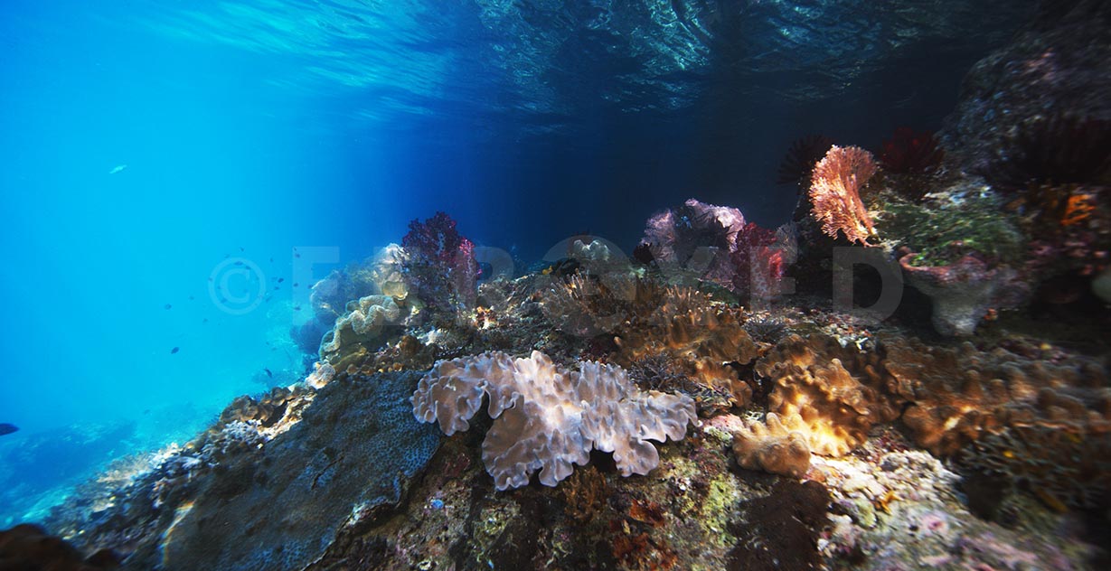 Reef 02.jpg