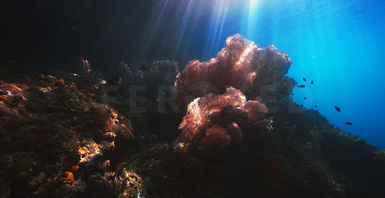 Reef 05.jpg