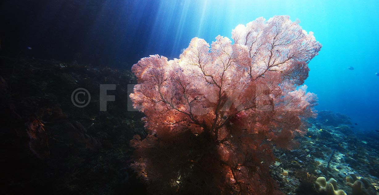 Reef 04.jpg